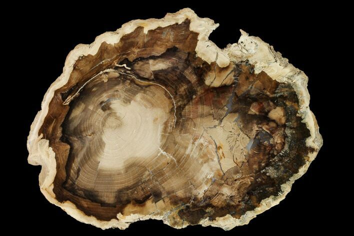 Petrified Wood (Cherry) Slab - McDermitt, Oregon #166058